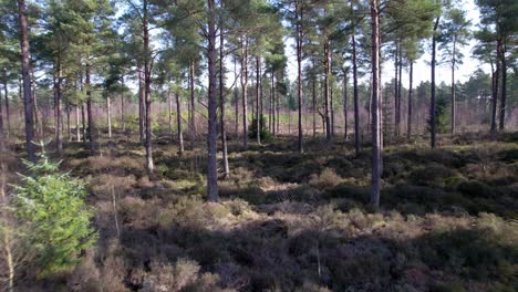 Cinematic-aerial-drone-footage-flying-towards-a-native-Scots-pine-forest-in-Scotland-across-open-heather-and-regenerating-trees-as-dappled-light-hits-the-forest-floor