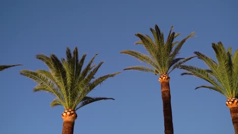 Beautiful-tall-palm-trees-against-blue-sky-in-slow-motion