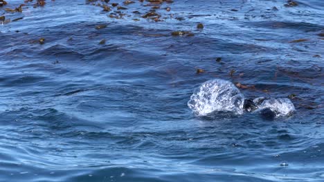 Ein-Paar-Seeotter,-Die-Unter-Dem-Seetangwald-Der-Bucht-Von-Monterey-Tauchen