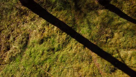 Luftaufnahme-Eines-Waldbodens,-Während-Man-Sich-Durch-Bäume-Nach-Oben-Bewegt