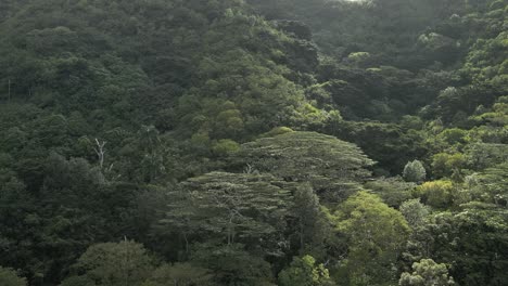 Aerial-view-of-mountain-side-with-lush-trees-and-foiiage-rising