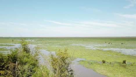 Aerial-view-of-a-flooded-crop-field