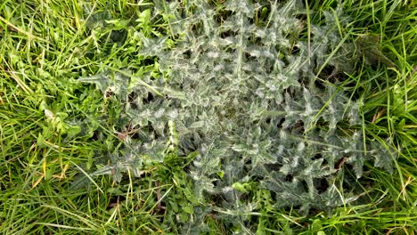 Dwarf-Thistle-flattened-perennial-with-a-characteristic-of-a-rosette,-growing-on-calcareous-soils-in-flattened-grass