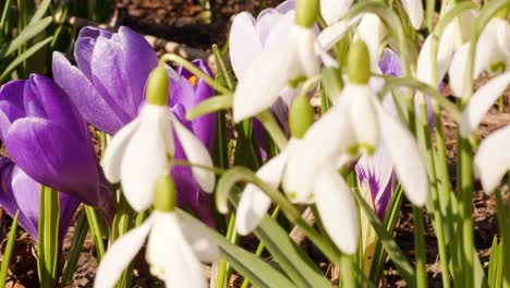 Crocuses-and-Snowdrops-Blooming-Close-up