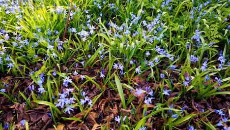 Beautiful-blue-Scilla-growing-around-a-small-tree-in-a-churchyard
