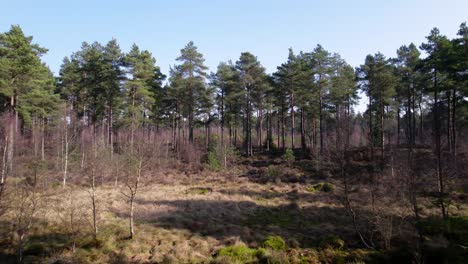 Cinematic-aerial-drone-footage-flying-through-the-canopy-of-a-native-Scots-pine-forest-in-Scotland-with-shafts-of-light-highlighting-heather-and-the-green-mossy-carpet-of-the-forest-floor