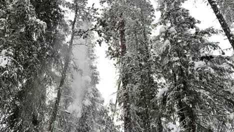 Zeitlupe-Des-Schnees,-Der-Im-Winter-Von-Bäumen-In-Einem-Wald-Fällt