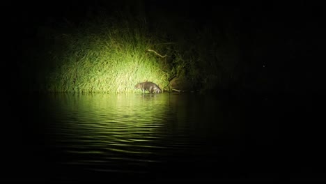 European-beaver-at-riverbank-in-Biebrza-National-Park,-Poland-at-night
