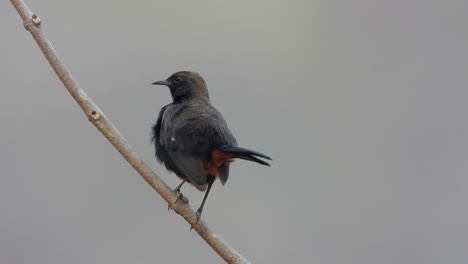 Indischer-Robin-vogel,-Der-Auf-Baum-Sich-Entspannt
