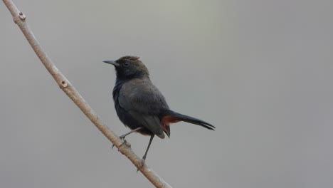 Indischer-Robin-Vogel-Im-Entspannungsmodus