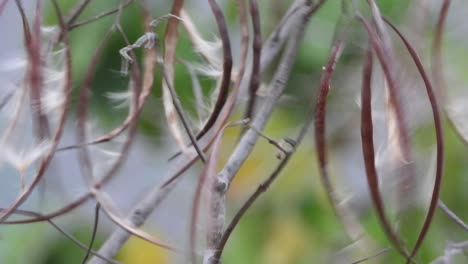 Schwammige-Samen-Im-Zweigfliegen