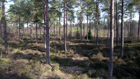 Cinematic-aerial-drone-footage-reversing-through-the-trees-of-a-native-Scots-pine-forest-in-Scotland-across-heather-and-regenerating-trees-as-dappled-light-hits-the-forest-floor