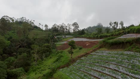 Mountain-slope-filled-with-vegetable-farm-lines-on-fertile-volcanic-soil-in-Bali,-aerial
