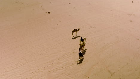 Pastores-Beduinos-Cabalgando-Sobre-Camellos-Cruzando-El-Desierto-Jordano-En-Wadi-Rum