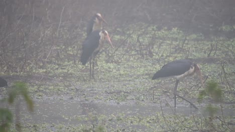 A-lesser-adjutant-stork-standing-on-a-riverbank-in-the-Chitwan-National-Park