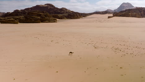 Single-Camel-Walking-Through-Wadi-Rum-Desert-Surrounded-by-Huge-Rock-Formations-in-Jordan---Orbiting-Aerial-Shot