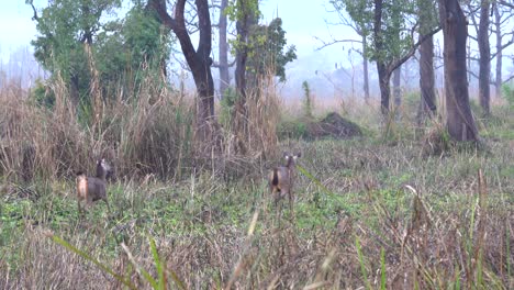Zwei-Sambar-Hirsche,-Die-Im-Hohen-Gras-Des-Chitwan-Nationalparks-Spazieren-Gehen