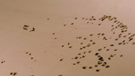 Beduinenhirte,-Der-Die-Schafe-In-Der-Arabischen-Wüste-Wadi-Rum-In-Jordanien-Bewegt
