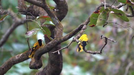 Two-black-hooded-orioles-sitting-on-some-tree-branches