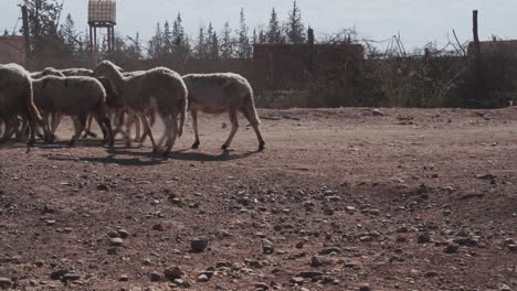 Herd-of-sheep-running-through-dry-and-dusty-landscape-of-Morocco,-handheld-view
