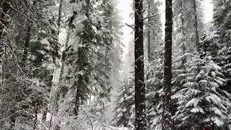 Slow-motion-of-snow-falling-in-a-forest