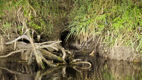 European-beaver-scratching-on-riverbank-in-Biebrza-National-Park,-Poland