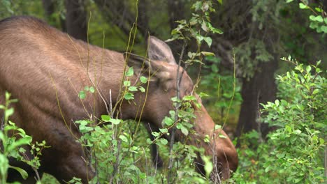 Moose-eating-plants-in-the-forest