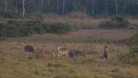 A-group-of-spotted-deer-alert-for-the-dangers-in-the-jungle