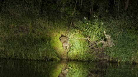 Biebrza-National-Park-night-wildlife,-European-beaver-pull-log-of-timber-into-water