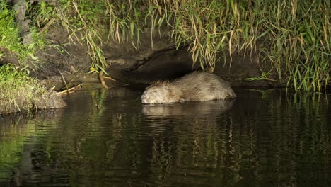 Close-up-on-European-beaver-in-river-at-Biebrza-National-Park,-Poland-at-night