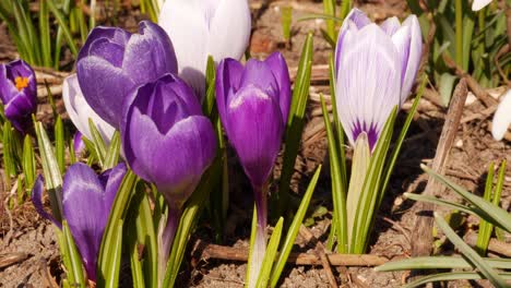 Spring-Flowers-Close-up-Crocuses-and-Snowdrops