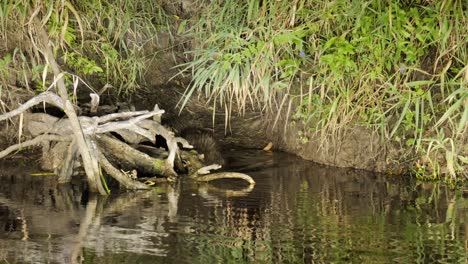 European-beaver-hiding-underwater-in-lodge,-Biebrza-National-Park,-Poland