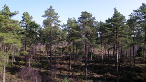 Cinematic-aerial-drone-footage-rising-up-and-flying-above-the-canopy-of-a-native-Scots-pine-forest-in-Scotland-with-shafts-of-light-highlighting-heather-and-the-green-mossy-carpet-of-the-forest-floor