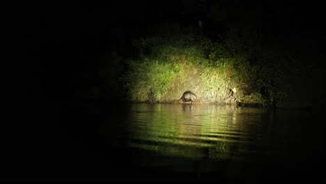 European-beaver-gets-out-of-water,-Biebrza-National-Park,-Poland,-night-wildlife