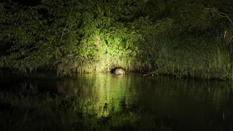 European-beaver-cleaning-whiskers-in-water-at-night