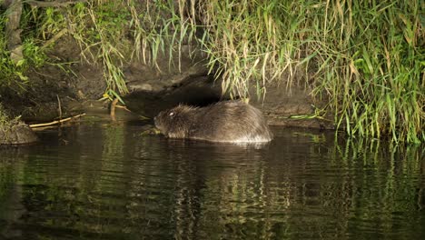 European-beaver-biting-branch-in-water-eating-bark,-Biebrza-National-Park-Poland