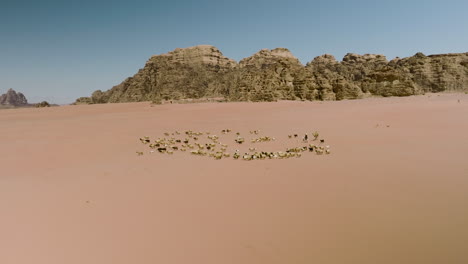 Beduinos-Nómadas-Viajando-A-Través-Del-Desierto-De-Wadi-Rum-Con-Rebaños-De-Ovejas-En-Jordania