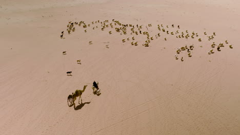 Aerial-View-Of-Nomad-Bedouin-Shepherd-With-Sheeps-And-Camels-Across-Wadi-Rum-Desert-In-Jordan
