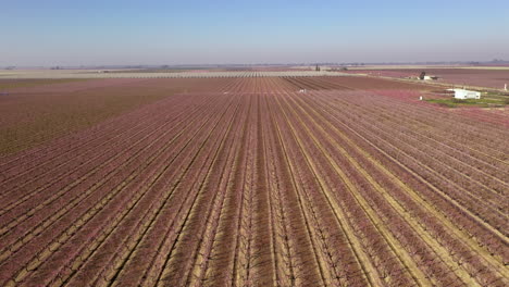 Rows-of-almond-trees-on-California-farmland,-drone-ascending