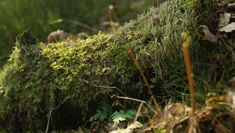 A-tree-log-on-the-forest-floor-is-highlighted-by-gentle-shafts-of-light-and-covered-in-lush-green-moss,-lichens,-ferns-and-leaves