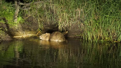 Close-up-on-European-beaver-biting-tree-branch-eating-bark-Biebrza-National-Park,-Poland