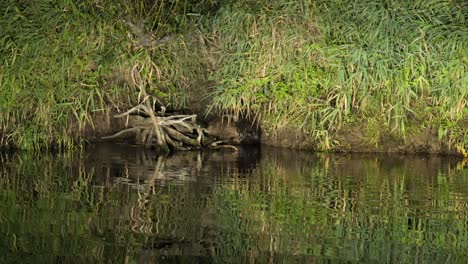 Wildlife-in-Biebrza-National-Park,-Poland-European-beaver-on-riverbank-at-night