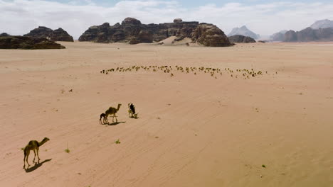 Luftaufnahme-Von-Nomadischen-Beduinen-Auf-Kamelen,-Die-Herde-Von-Schafen-Und-Kamelen-In-Der-Wadi-Rum-Wüste-In-Jordanien-Hüten