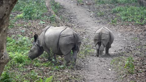Zwei-Kleine-Wilde-Nashörner,-Die-Auf-Einem-Pfad-Im-Dschungel-Im-Chitwan-Nationalpark-Spazieren