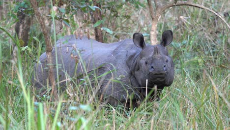 Un-Rinoceronte-Parado-En-Las-Hierbas-Altas-Del-Parque-Nacional-De-Chitwan