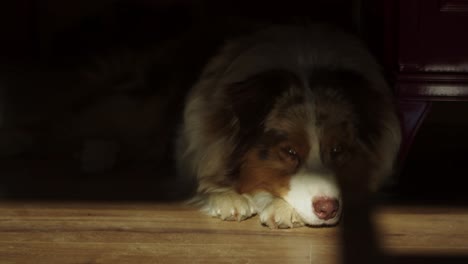 Portrait-of-an-Australian-Red-Merle-resting-by-the-stove