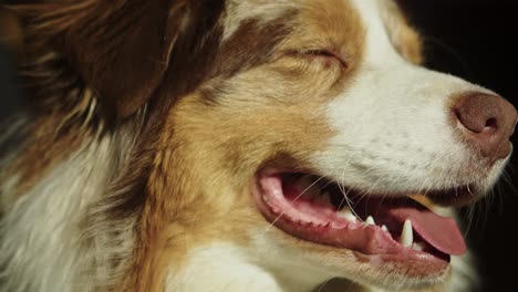 Portrait-Eines-Schön-Gefärbten-Und-Glücklichen-Australischen-Schäferhundes