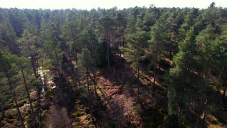 Cinematic-aerial-drone-footage-looking-down-on-the-canopy-of-a-native-Scots-pine-forest-in-Scotland-with-shafts-of-light-highlighting-heather-and-the-green-mossy-carpet-of-the-forest-floor