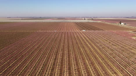 Central-California-rows-of-blooming-almond-trees,-drone-flyover