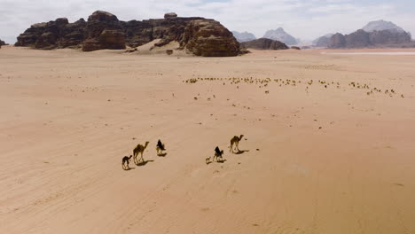 Nomaden-Beduinen-Mit-Ihren-Schafen-Und-Kamelen,-Die-An-Einem-Sonnigen-Tag-Die-Wadi-Rum-Wüste-In-Jordanien-Durchqueren